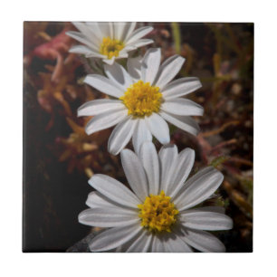 Ökenstjärna vilda blommor kakelplatta