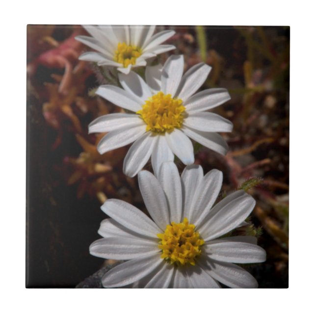 Ökenstjärna vilda blommor kakelplatta (Framsidan)