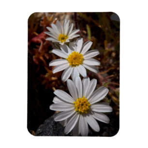 Ökenstjärna vilda blommor magnet