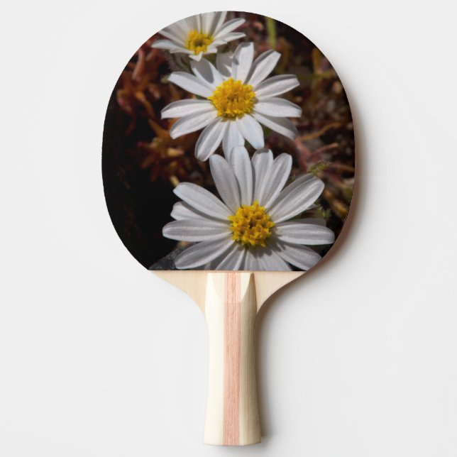 Ökenstjärna vilda blommor pingisracket (Framsidan)
