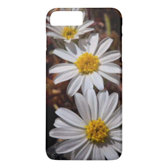 Ökenstjärnvildblommor Case-Mate iPhone Skal (Baksida)
