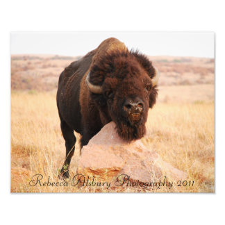 Oklahoma Bison, Rebecca Alsbury Photography 2011 Fototryck