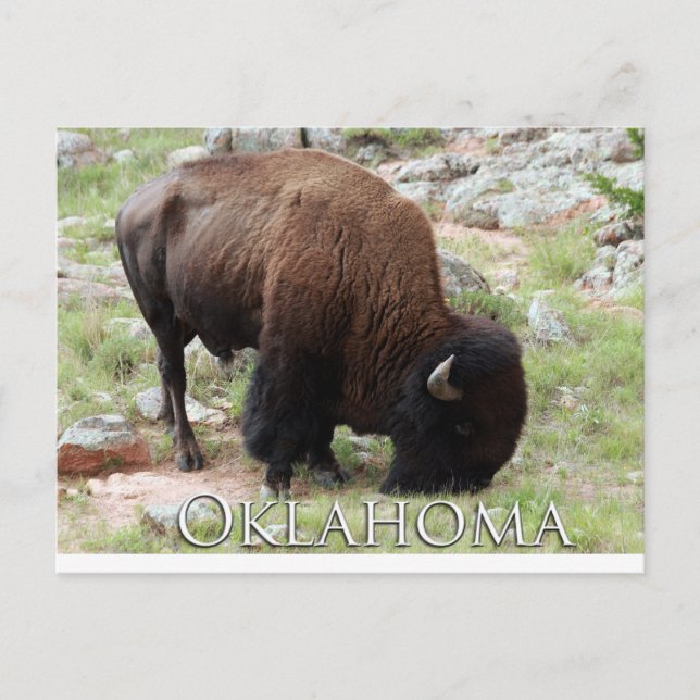 Oklahoma Bison vykort (Framsida)