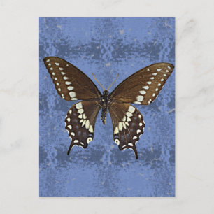 Oklahoma Black Swallowtail Butterfly Vykort