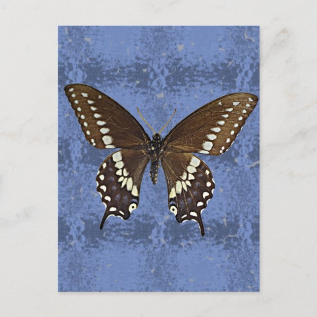 Oklahoma Black Swallowtail Butterfly Vykort (Framsida)
