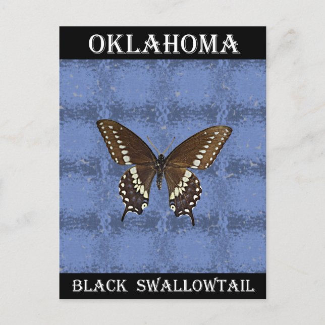 Oklahoma Black Swallowtail Butterfly Vykort (Framsida)