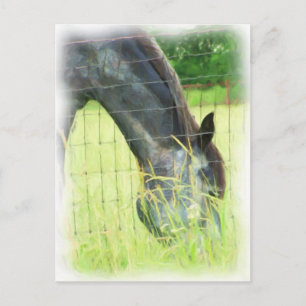 Oklahoma Horses 3 Vykort
