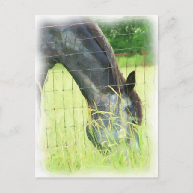 Oklahoma Horses 3 Vykort (Framsida)