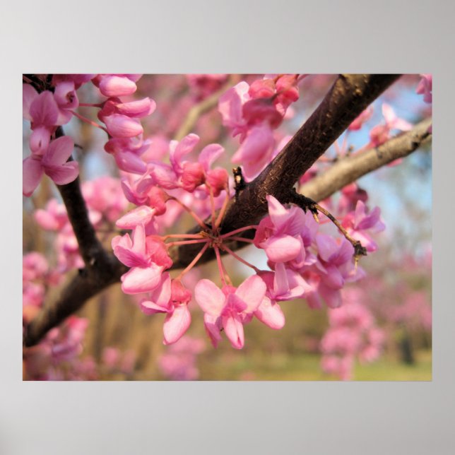 Oklahoma Redbud Blommars II Skriv ut Poster (Framsidan)