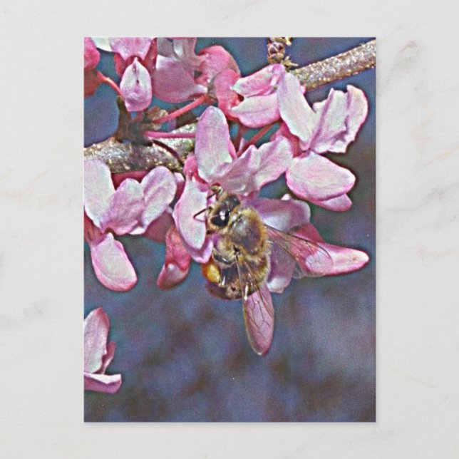 Oklahoma Redbud och Honeybee Vykort (Framsida)