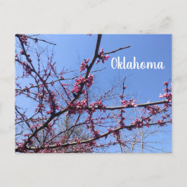 Oklahoma Redbud Postcard Vykort