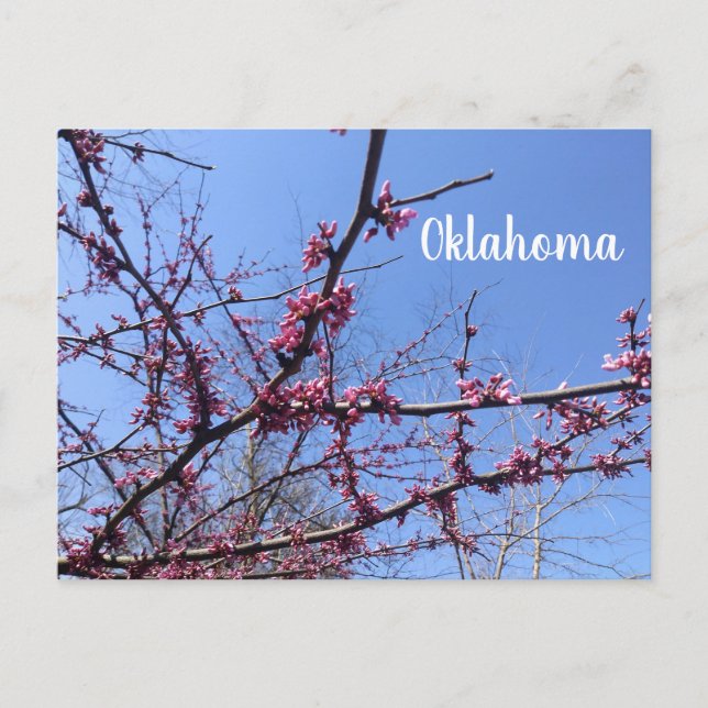 Oklahoma Redbud Postcard Vykort (Framsida)