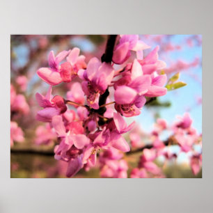 Oklahoma Redbud tryck