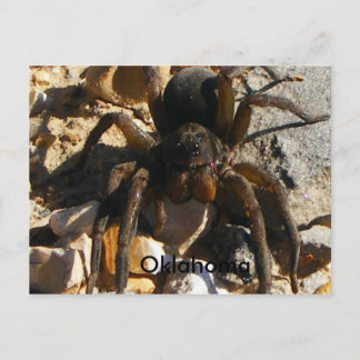 Oklahoma,Spider Vykort