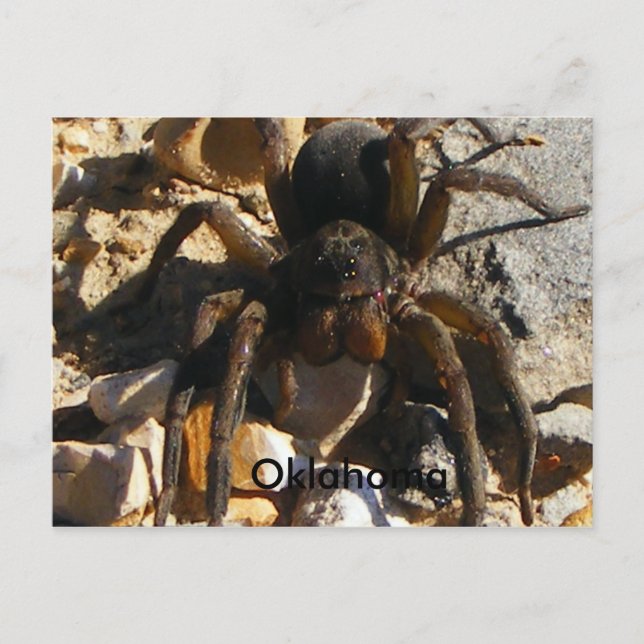 Oklahoma,Spider Vykort (Framsida)