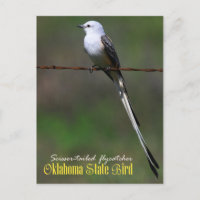 Oklahoma State Bird: Saxskräddarsydd Flycatcher