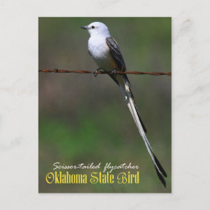 Oklahoma State Bird: Saxskräddarsydd Flycatcher Vykort