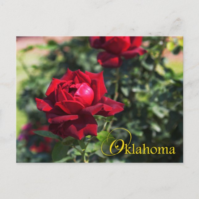 Oklahoma State Flower: Oklahoma Ro Vykort (Framsida)