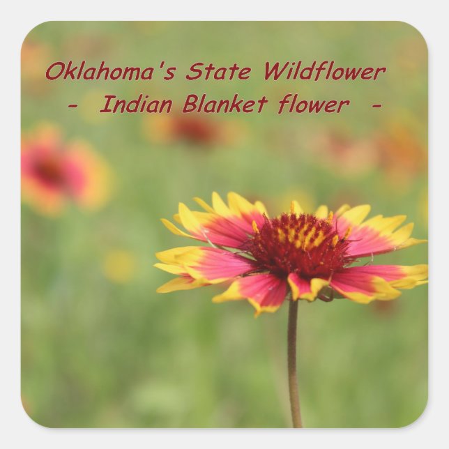 Oklahoma State Flower Stickers Fyrkantigt Klistermärke (Framsida)