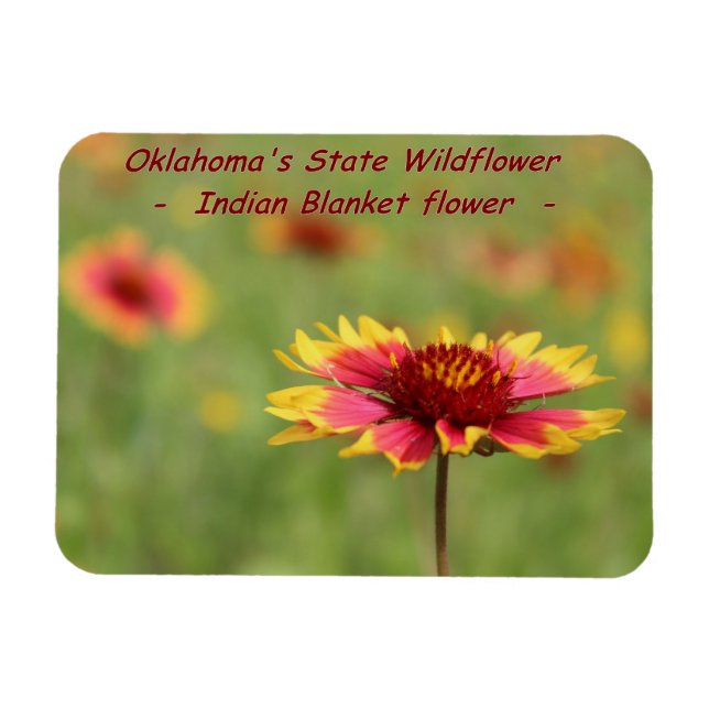 Oklahoma State WildblomMagnet Magnet (Horisontell)