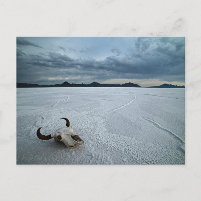 Öknar | Bonneville Salt Flats Utah Vykort (Framsida)