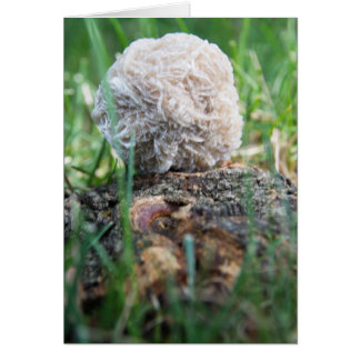 Öknen för stenar | steg 134 hälsningskort