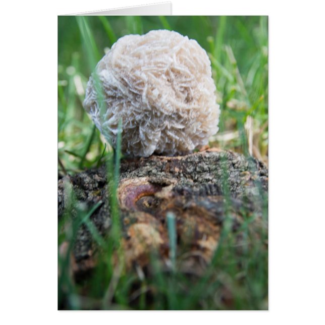 Öknen för stenar | steg 134 hälsningskort (Framsidan)