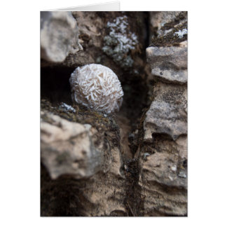 Öknen för stenar | steg 136 hälsningskort