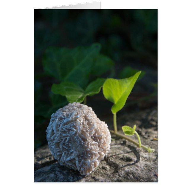 Öknen för stenar | steg 141 hälsningskort (Framsidan)