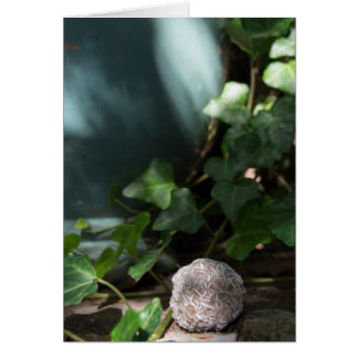 Öknen för stenar | steg 145 hälsningskort