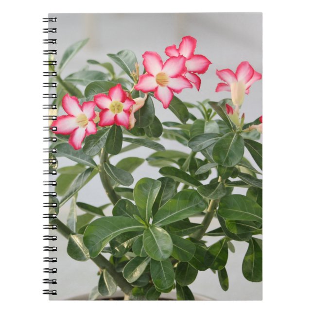 Öknen steg blommaväxten anteckningsbok med spiral (Framsidan)