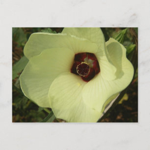 Okra Bloom vykort