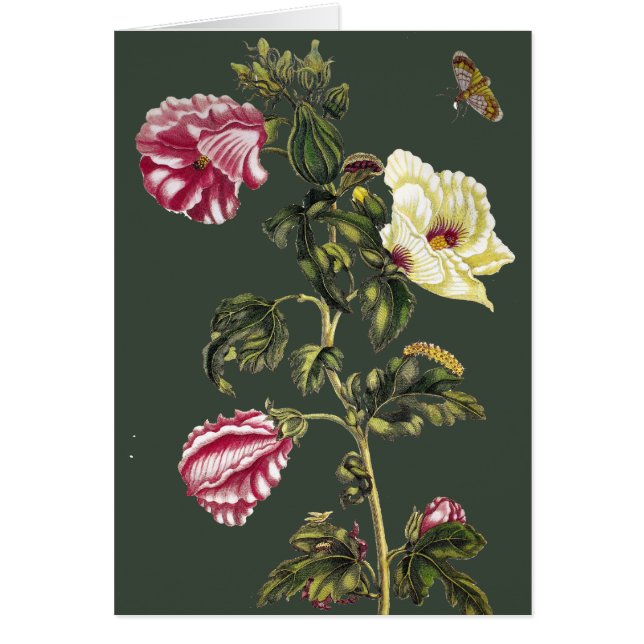 Okra OBS Kort (Framsidan)