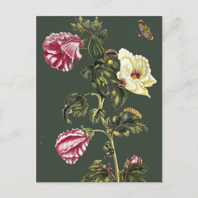 Okra Vykort (Framsida)