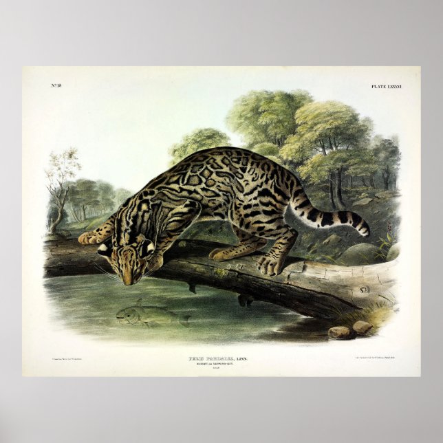 Okt, leopard-katt (Leopardus pardalis) - Audubon Poster (Framsidan)