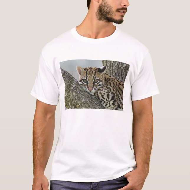 Oktelot, felis pardalis, fångenskap, hondjur i vil t-shirt (Framsida)