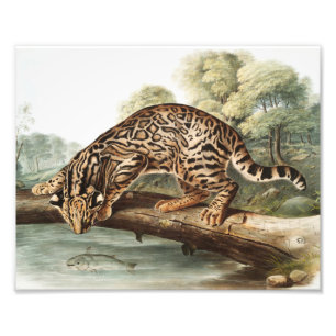 Oktelot, leopard Cat (Felis pardalis) Illustration Fototryck