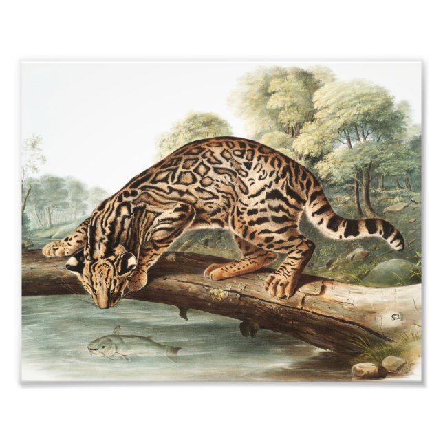 Oktelot, leopard Cat (Felis pardalis) Illustration Fototryck (Framsidan)