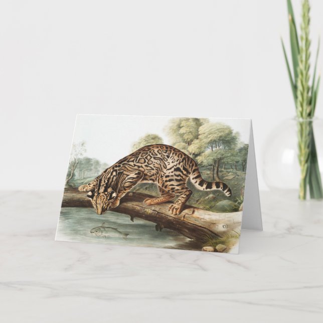 Oktelot, leopard Cat (Felis pardalis) Illustration Kort (Framsida)