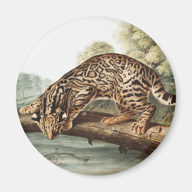 Oktelot, leopard Cat (Felis pardalis) Illustration Magnet (Framsidan)