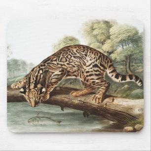 Oktelot, leopard Cat (Felis pardalis) Illustration Musmatta