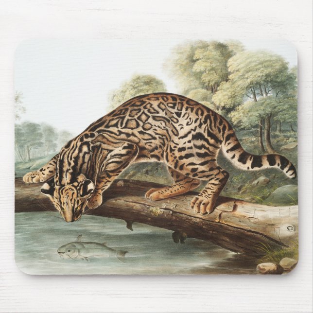Oktelot, leopard Cat (Felis pardalis) Illustration Musmatta (Framsidan)
