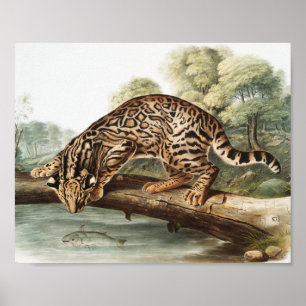 Oktelot, leopard Cat (Felis pardalis) Illustration Poster