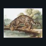 Oktelot, leopard Cat (Felis pardalis) Illustration Vykort<br><div class="desc">Ocelot eller Leopard-Cat (Felis pardalis) från de viparösa fyrhjulingarna i Nordamerika (1845) illustrerade av John Woodhouse Audubon (1812-1862).</div>
