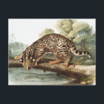 Oktelot, leopard Cat (Felis pardalis) Illustration Vykort<br><div class="desc">Ocelot eller Leopard-Cat (Felis pardalis) från de viparösa fyrhjulingarna i Nordamerika (1845) illustrerade av John Woodhouse Audubon (1812-1862).</div>