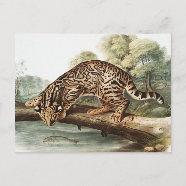 Oktelot, leopard Cat (Felis pardalis) Illustration Vykort (Framsida)