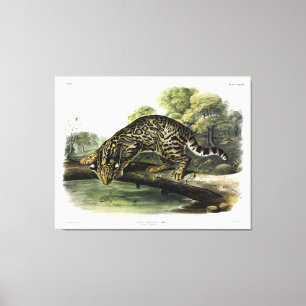 Oktelot, leopard-katt (Leopardus pardalis) - Audub Canvastryck