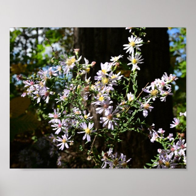 Oktober Asters Poster (Framsidan)