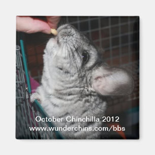 Oktober chinchilla 2012 magnet