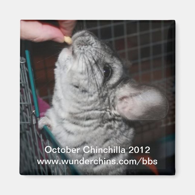Oktober chinchilla 2012 magnet (Framsidan)